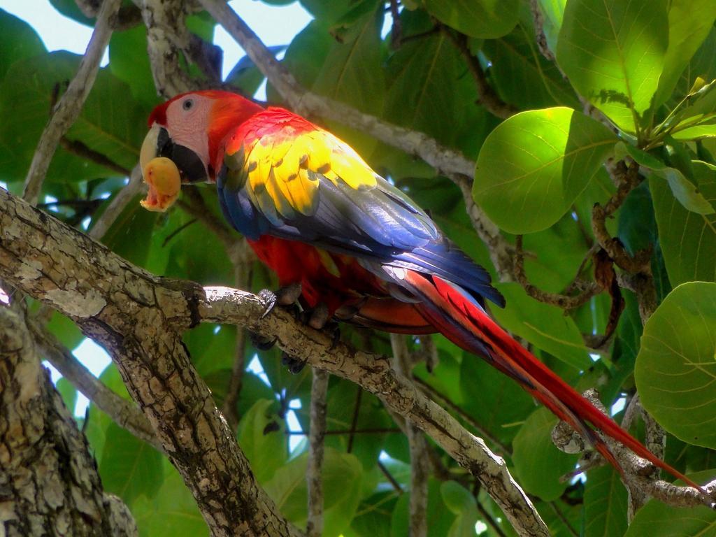 Dos Casitas Lodge Ojochal